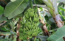 大香蕉在线国产,探索国产影视新篇章