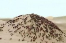 国产你懂的网站,内容丰富，暗藏玄机